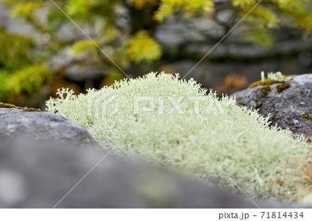 山の岩場で見つけたサンゴのような苔 北海道の写真素材