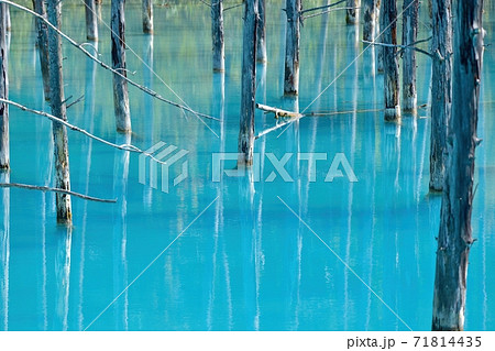 美瑛ブルーに染まる白金青い池と枯れ木のコラボ情景 北海道の写真素材