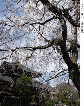 【鎌倉】本覚寺（ほんがくじ）枝垂れ桜 71814477