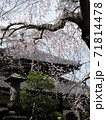【鎌倉】本覚寺（ほんがくじ）枝垂れ桜 71814478