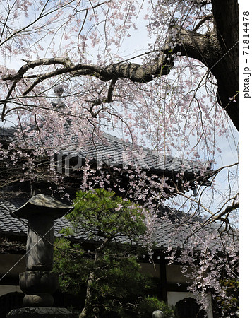【鎌倉】本覚寺(ほんがくじ)枝垂れ桜 【鎌倉】本覚寺(ほんがくじ)枝垂れ桜 71814478