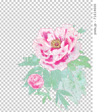 華やかな牡丹の花の手描きイラストのイラスト素材