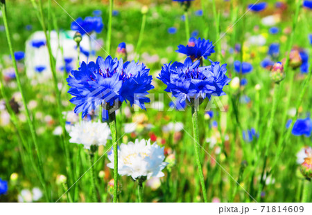 ヤグルマギクのある風景 ヤグルマギクのある風景 71814609