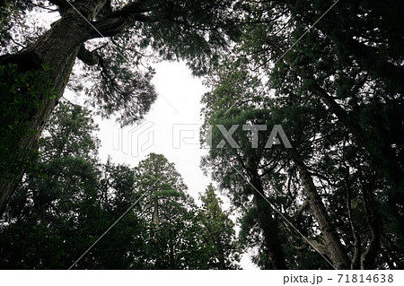 高千穂神社境内の大杉(樹齢800年)　まさに巨樹 71814638