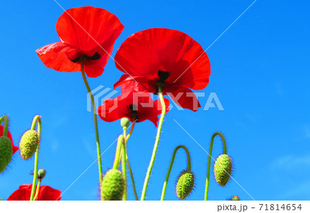 赤いポピーのある風景の写真素材