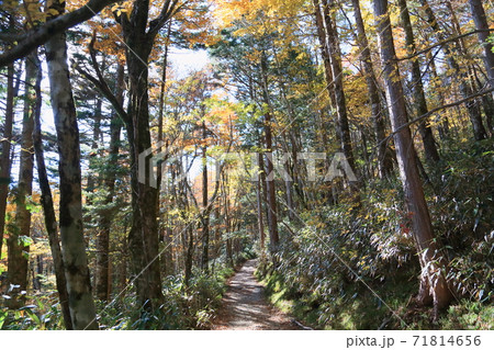木洩れ日の道 71814656