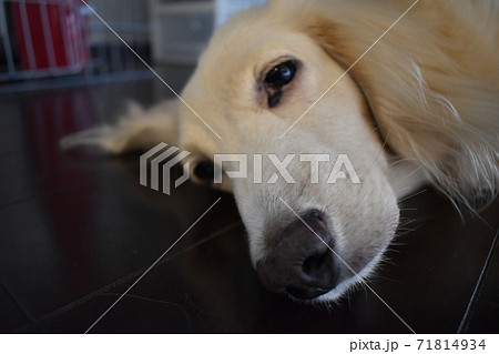 ウトウトしているダックスフント ウトウトしているダックスフント 71814934