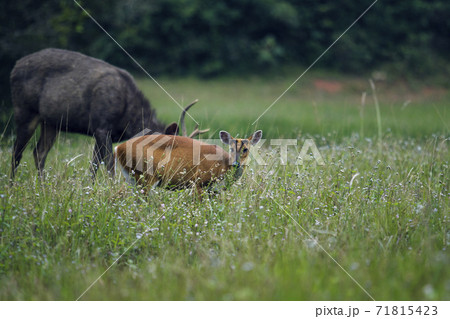 barking deer and sambar deer in khao yai national park thailand barking deer and sambar deer in khao yai national park thailand 71815423