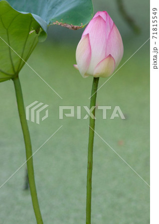 2 July 2007 a blooming pink lotus flower with green leaf 71815549