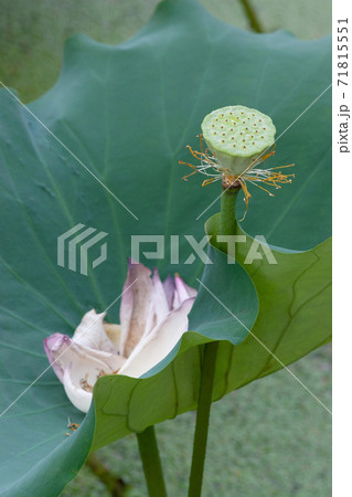 a Lotus seed head , lotus flower head. 71815551