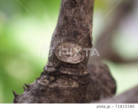 カラスザンショウの葉痕　人や動物のユニークな顔に見える 71815580