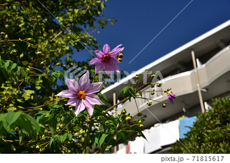 公園の皇帝ダリア 71815617