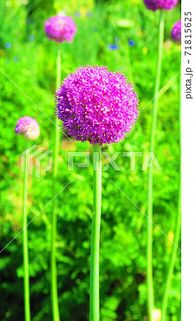 アリウムの花の風景 東京都足立区の都立舎人公園にて の写真素材