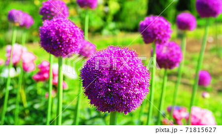 アリウムの花の風景（東京都足立区の都立舎人公園にて） 71815627