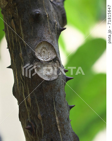 カラスザンショウの葉痕　人や動物のユニークな顔に見える 71815647