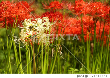 白彼岸花 71815774