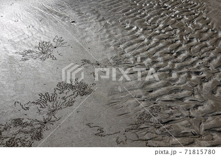 引き潮の砂浜とコメツキガニの巣穴 71815780