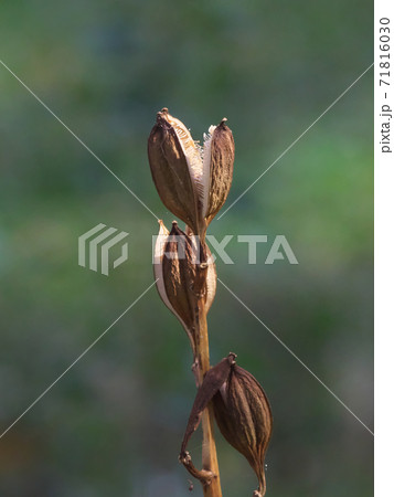 ウバユリの実　秋、乾燥して3裂した「さく果」　11月撮影 71816030