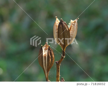 ウバユリの実　秋、乾燥して3裂した「さく果」　中に多数の種子がある 71816032