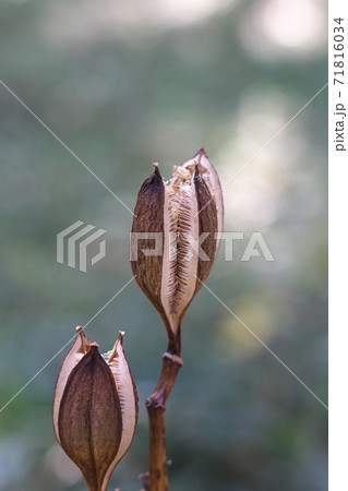 ウバユリの実　秋、乾燥して3裂した「さく果」　中に多数の種子がある 71816034