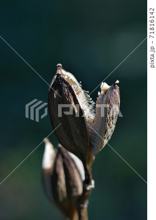 ウバユリの実 秋、乾燥して3裂した「さく果」 中に多数の種子がある ウバユリの実 秋、乾燥して3裂した「さく果」 中に多数の種子がある 71816142