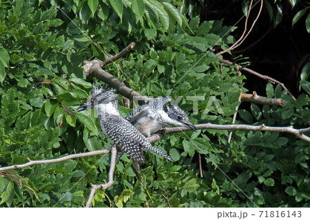 2羽のヤマセミが枝に止まって休んでいます 71816143