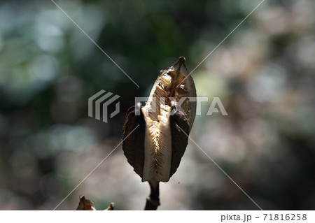 ウバユリの実　秋、乾燥して3裂した「さく果」　中に多数の種子がある 71816258