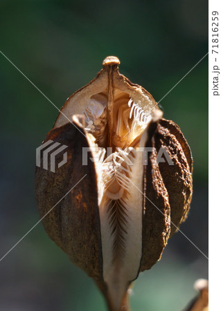 ウバユリの実　秋、乾燥して3裂した「さく果」　中に多数の種子が見える 71816259