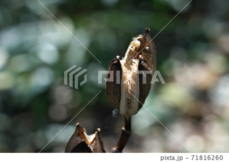 ウバユリの実　秋、乾燥して3裂した「さく果」　中に多数の種子が見える 71816260