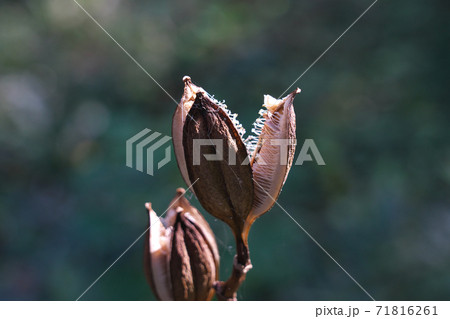 ウバユリの実　秋、乾燥して3裂した「さく果」　中に多数の種子が見える 71816261