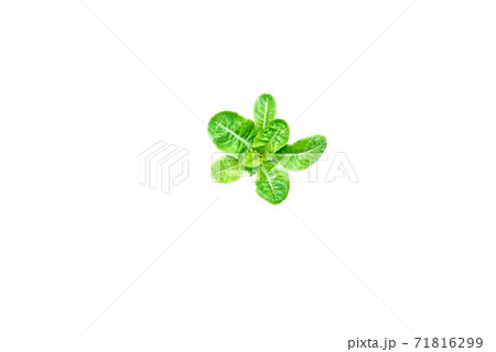 Aerial view of little organic vegetable isolated on white background 71816299