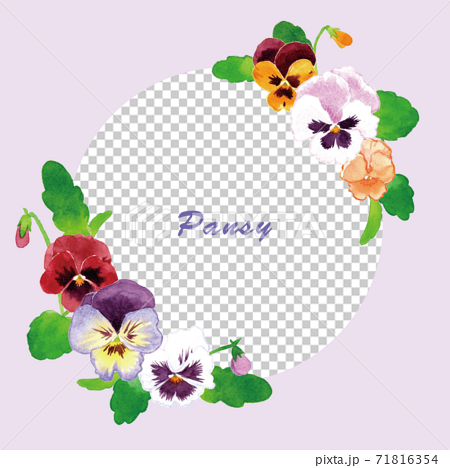 Circular Frame Of Pansies Violets Violas Stock Illustration
