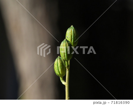 秋のウバユリの実　この後弾けて種を露出させる 71816390