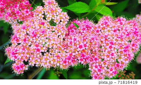 シモツケの花のある風景 シモツケの花のある風景 71816419