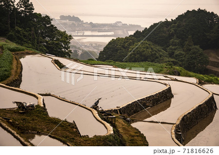 長崎県南島原市 早朝の谷水棚田 長崎県南島原市 早朝の谷水棚田 71816626