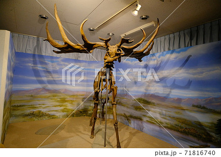 旧石器時代に絶滅したギガンテウスオオツノジカの骨格標本 旧石器時代に絶滅したギガンテウスオオツノジカの骨格標本 71816740
