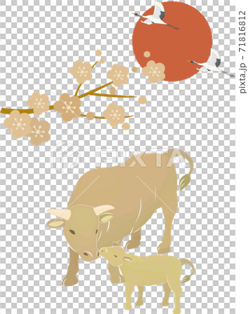 Golden cow and sunrise 71816812