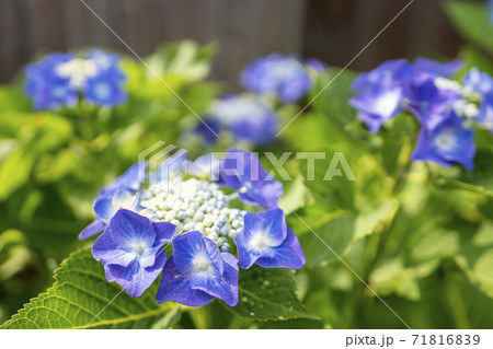 あじさい・梅雨イメージ あじさい・梅雨イメージ 71816839