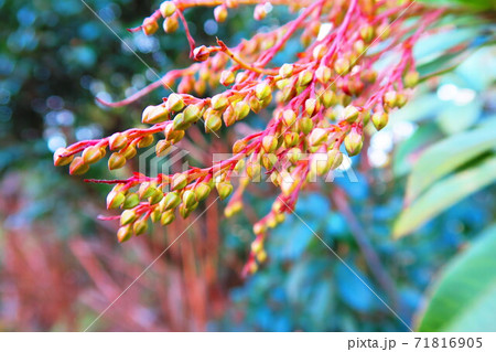 アセビの花のツボミの風景 アセビの花のツボミの風景 71816905