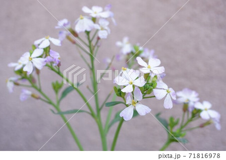 大根の花 71816978