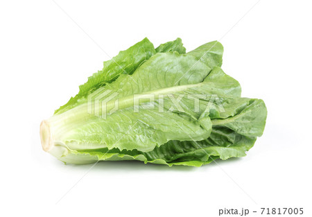 Fresh green Lettuce leaves isolated on white background. 71817005