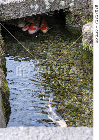 長崎県島原市 鯉の泳ぐ街 長崎県島原市 鯉の泳ぐ街 71817089