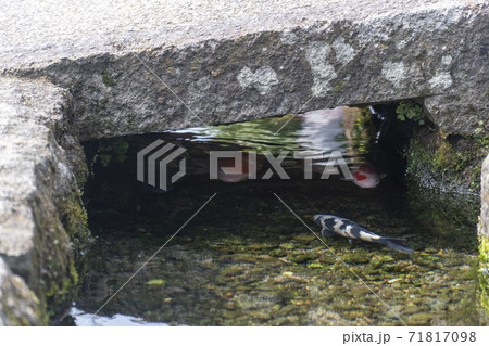 長崎県島原市　鯉の泳ぐ街 71817098
