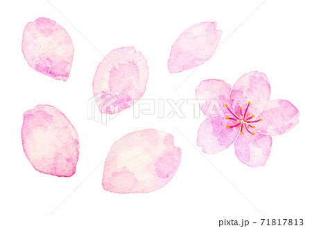 桜 71817813