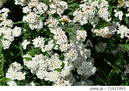 春にたくさんの白い花を咲かせたコデマリと推定される植物を撮影した写真 春にたくさんの白い花を咲かせたコデマリと推定される植物を撮影した写真 71817863