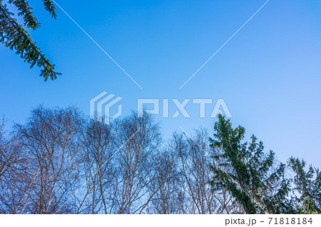 The tops of bare birches and fir trees on a clear winter day against the blue sky. The tops of bare birches and fir trees on a clear winter day against the blue sky. 71818184
