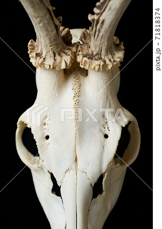 週末限定セール】鹿の頭蓋骨 (Diascal) XLサイズ - 雑貨