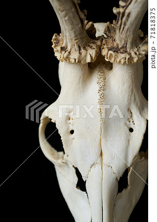 鹿の頭蓋骨 71818375