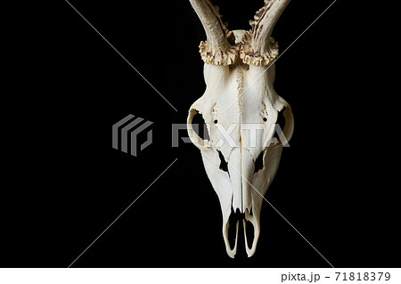 鹿の頭蓋骨の写真素材