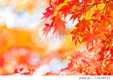 赤い紅葉のアップ 赤い紅葉のアップ 71818412